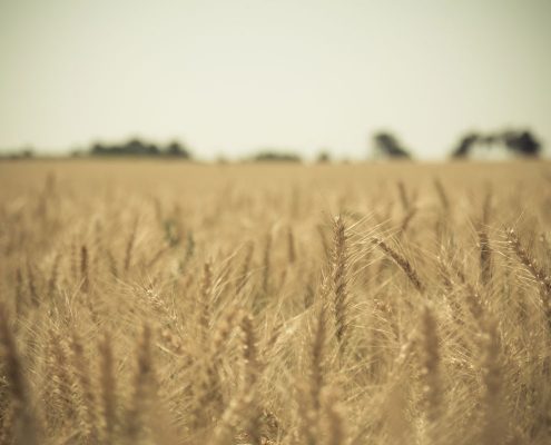 wheat field